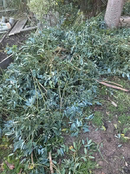 Photo of free Eucalyptus leaves (Kenilworth CV8) #1