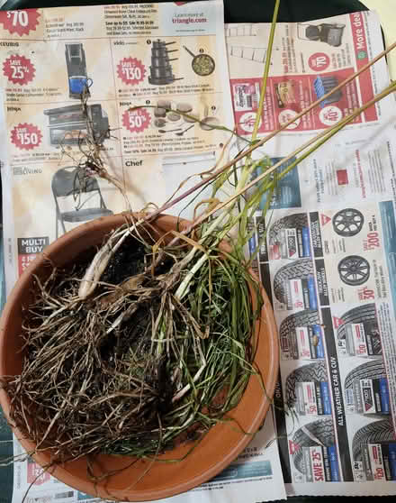 Photo of free Little garluc bulbs from the garden (Wellington Village) #1