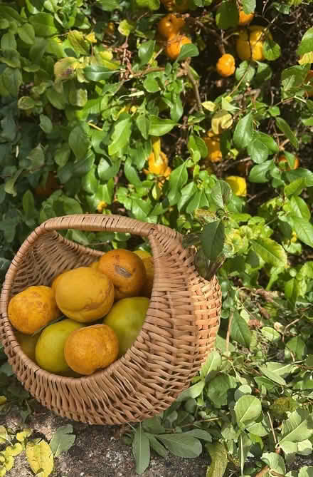 Photo of free Quince (Furze Platt SL6) #1