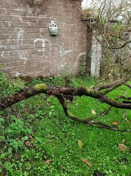 Photo of free Tree's for firewood (Cork) #3