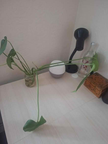 Photo of free Monstera plants (Southwark SE1) #2