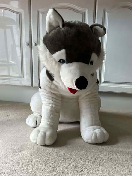 Photo of free Enormous husky cuddly toy (Woodley RG5) #1