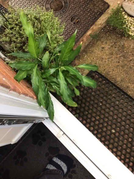 Photo of free House plants (Wellington TA21) #2
