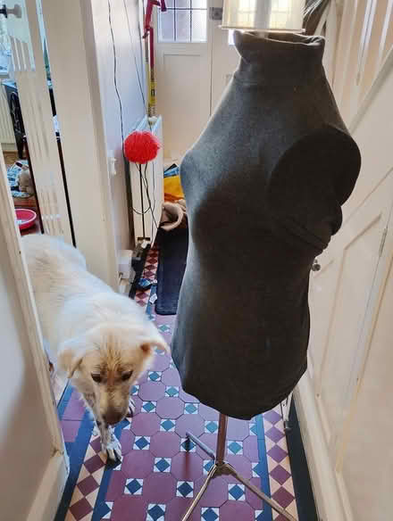 Photo of free Dressmaking mannequin size 10/12 (OX4 Temple Cowley) #2
