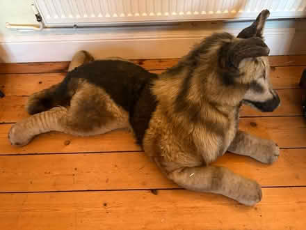 Photo of free Very large stuffed dog (West winch PE33) #2