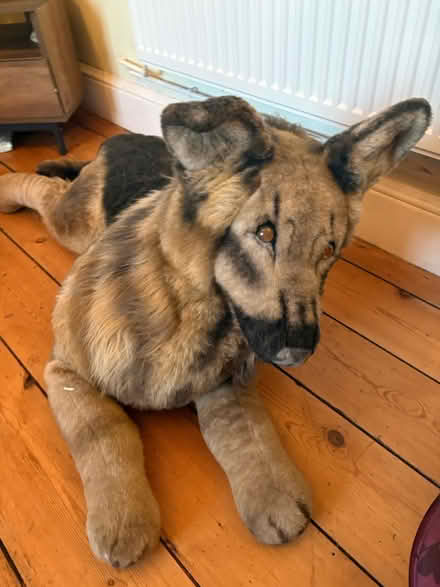 Photo of free Very large stuffed dog (West winch PE33) #1