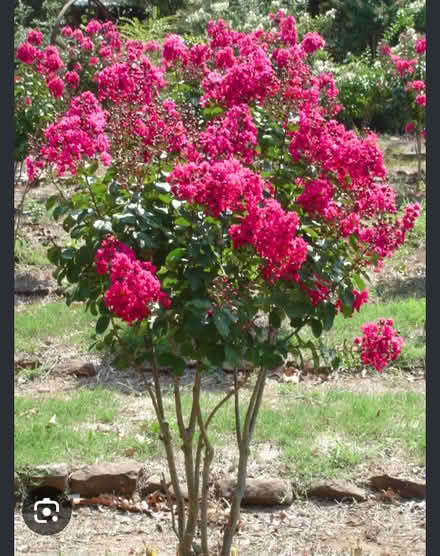 Photo of free 12 inch tall Crepe myrtle (Odenton) #1