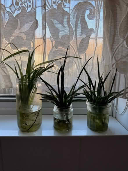 Photo of free 3 plants (Battersea SW11) #1