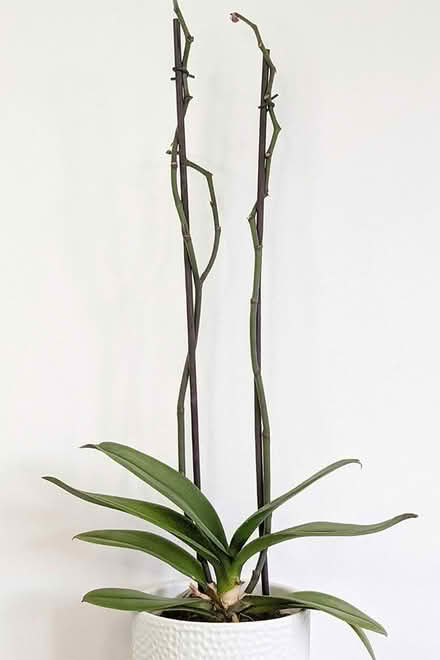 Photo of Orchid pickup service (Toronto Bathurst and Eglinton) #1