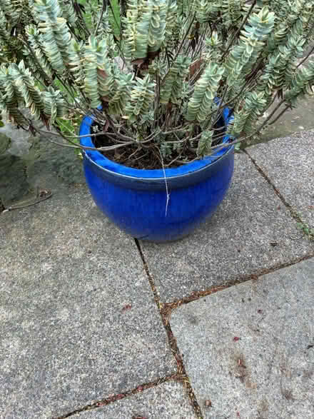 Photo of free Blue pots (Papplewick Nottingham) #4