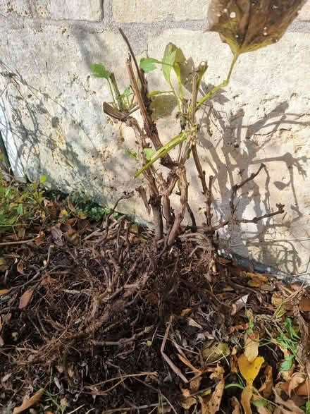 Photo of free Clematis " Cassandra" (Odd Down BA2) #1