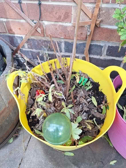 Photo of free Gooseberry & Raspberry bushes (Spondon Derby DE21) #2