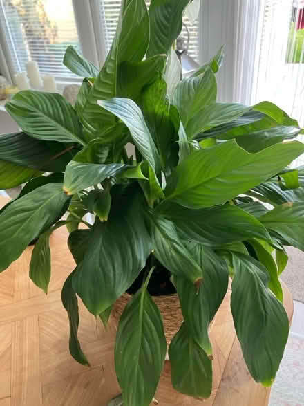 Photo of free Indoor plant peace lilly (Wickford SS12) #2