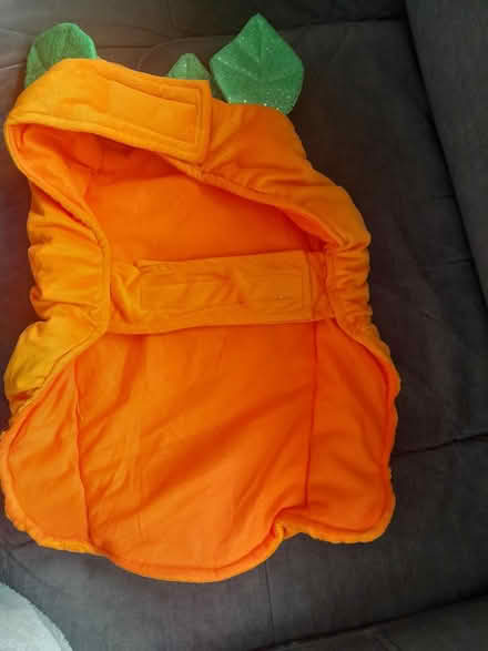 Photo of free Dog pumpkin Halloween costume (Nottingham NG3) #2