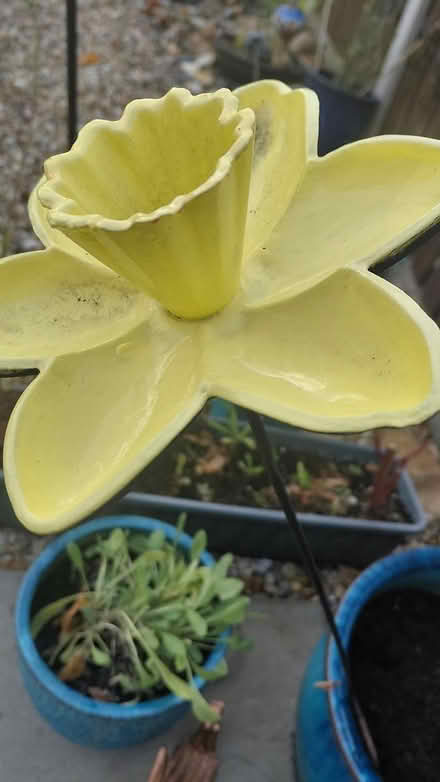 Photo of free Daffodil Stake (Sheffield S12) #3