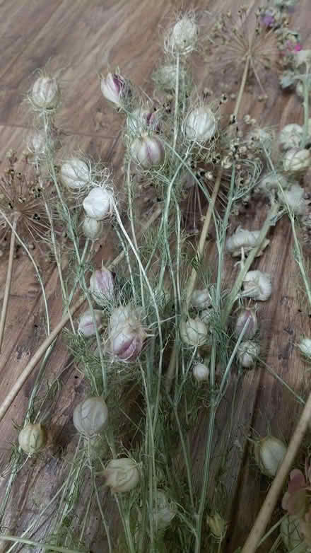 Photo of free Dried flowers (Sheffield S12) #3