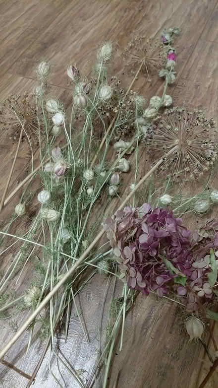 Photo of free Dried flowers (Sheffield S12) #2