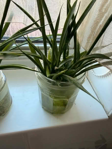 Photo of free 3 plants (Battersea SW11) #4