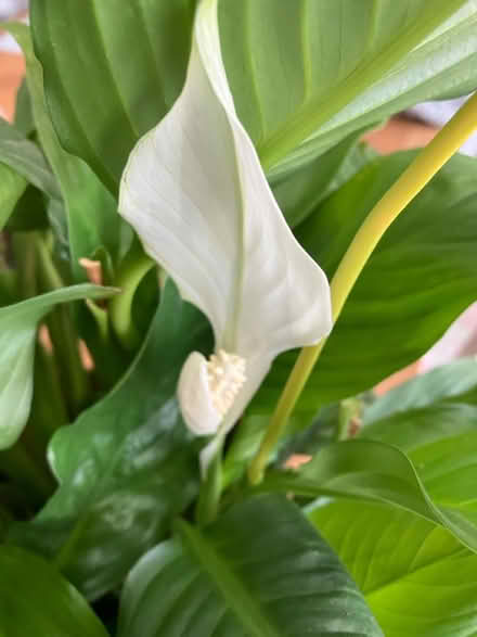 Photo of free Indoor plant peace lilly (Wickford SS12) #1