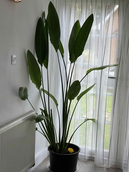 Photo of free Bird of Paradise plant (Sandal WF2) #1
