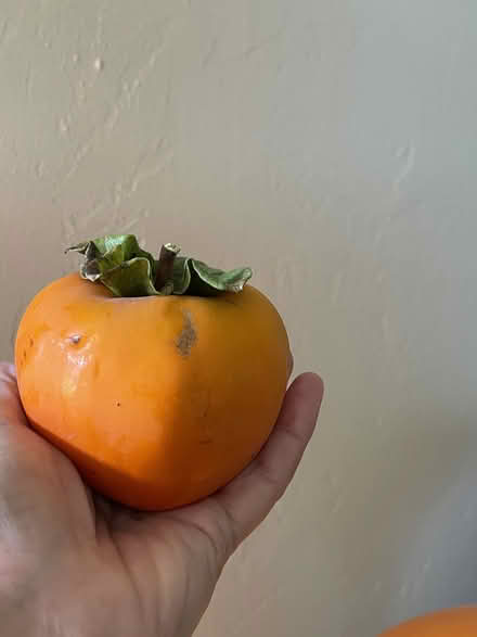 Photo of free Persimmons - you pick (San Leandro near the Marina) #1