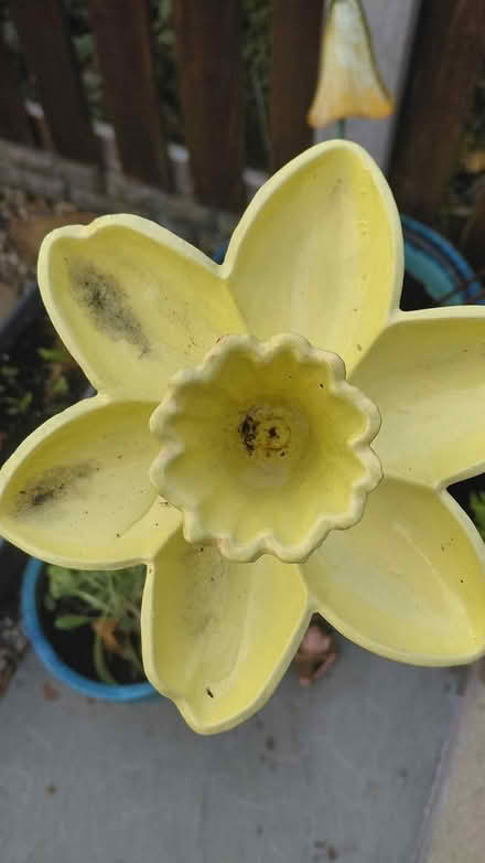 Photo of free Daffodil Stake (Sheffield S12) #2