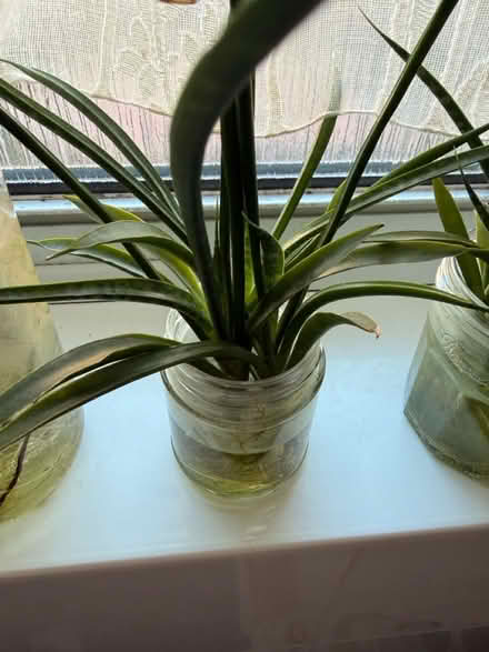 Photo of free 3 plants (Battersea SW11) #3