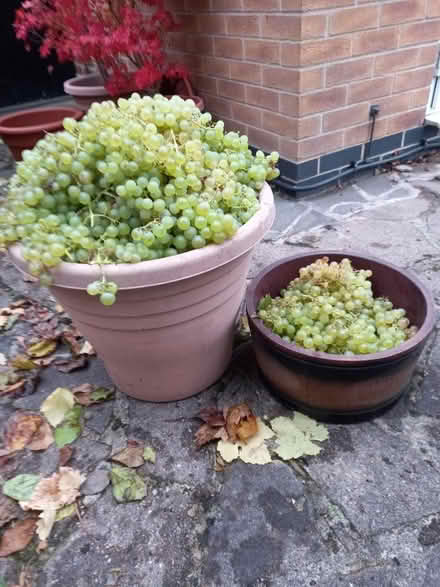 Photo of free grapes (Bramcote NG9) #1