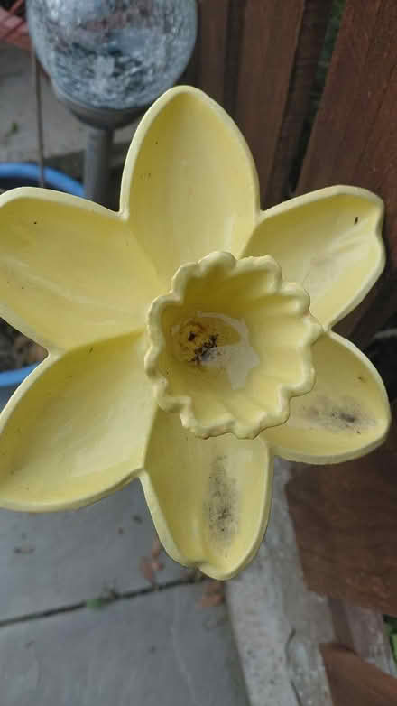 Photo of free Daffodil Stake (Sheffield S12) #1