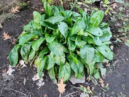 Photo of free Sorrel plant (Wellington Village) #1
