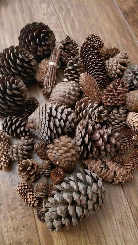 Photo of free Cones (Sheffield S12) #1