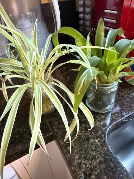 Photo of free 2 indoor plants (Battersea SW11) #1