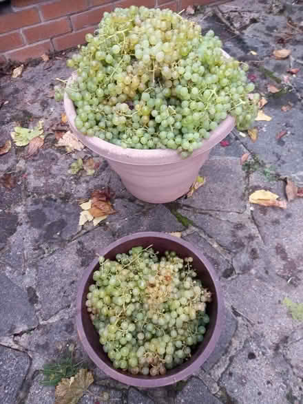 Photo of free grapes (Bramcote NG9) #2