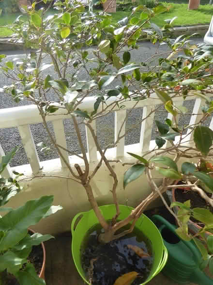 Photo of free camellia bush (Bray Seafront) #1