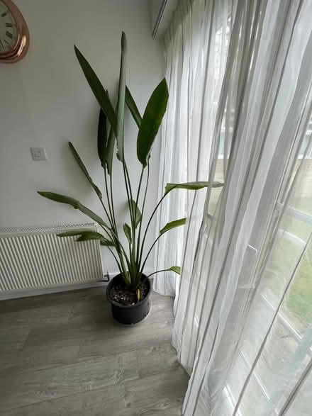 Photo of free Bird of Paradise plant (Sandal WF2) #2