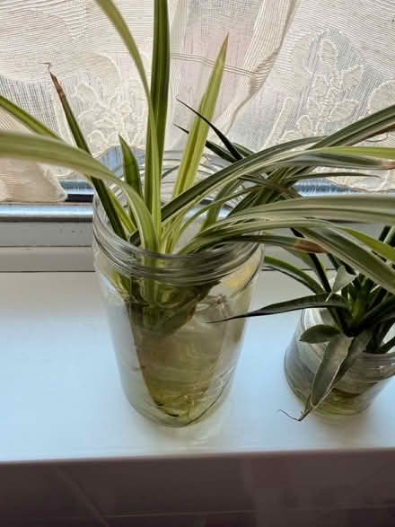 Photo of free 3 plants (Battersea SW11) #2