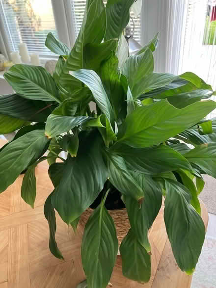 Photo of free Indoor plant (Wickford SS12) #2