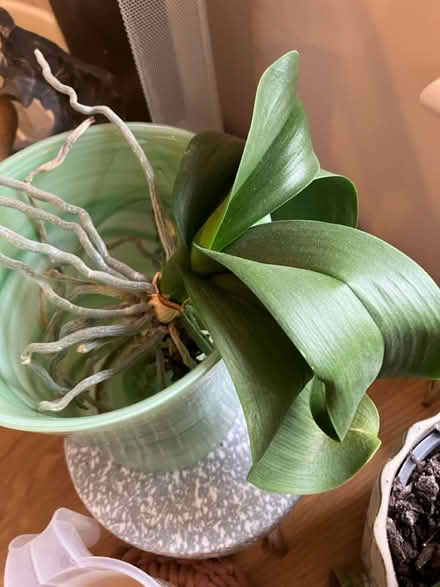 Photo of free Orchid for rescuing (swindon, SN1) #1