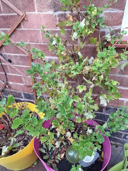 Photo of free Gooseberry & Raspberry bushes (Spondon Derby DE21) #1