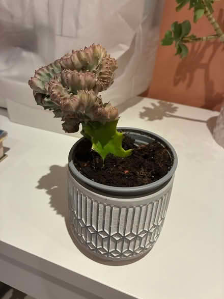 Photo of free Houseplant (Hitchin, SG5) #1