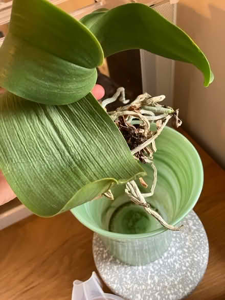 Photo of free Orchid for rescuing (swindon, SN1) #2