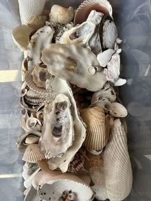 Photo of free Sea Shells (Moutain View near San Antonio) #2