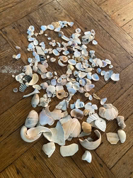 Photo of free Gallon bag of sesshells (Petworth/ Park View) #2