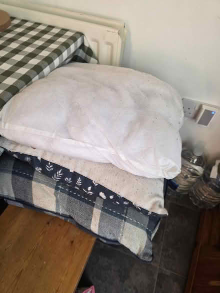 Photo of free Cushions (Stonehouse GL10) #1