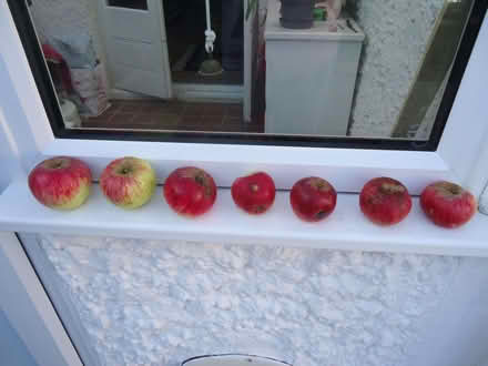 Photo of free Organic red cooking apples (Willingdon BN20) #1