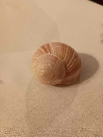 Photo of free Large snail shells (Greenwood near 83rd) #2