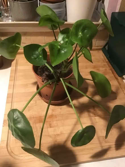 Photo of free Chinese money plant . Indoor plant (Wescott RG40) #1