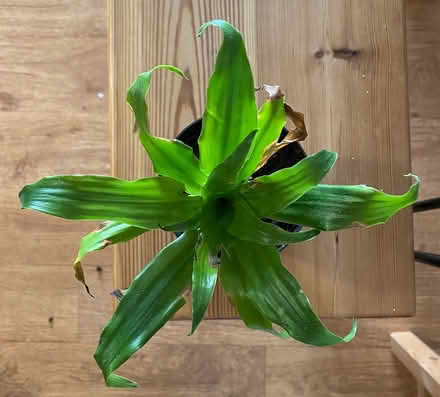 Photo of free Yucca plant (W3) #1