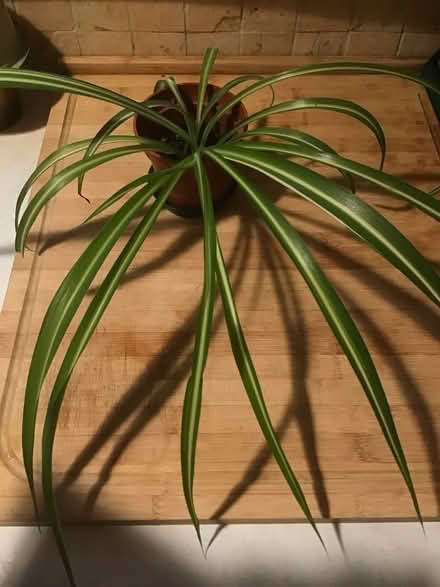 Photo of free Spider plant (Wescott RG40) #1