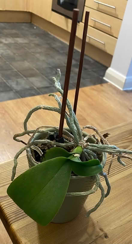 Photo of free Orchid plant (W3) #1